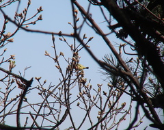 Periparus venustulus