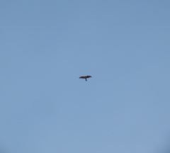 Accipiter nisus