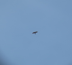 Accipiter nisus