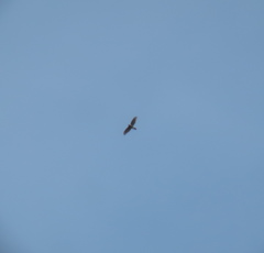 Accipiter nisus