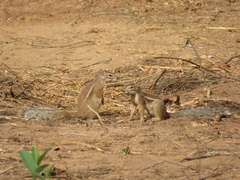 Euxerus erythropus