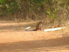 Euxerus erythropus