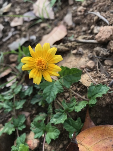 Slender Creeping-Oxeye (Sphagneticola gracilis)