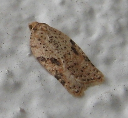 Acleris negundana