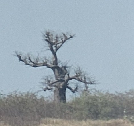 Foto de Baobá
