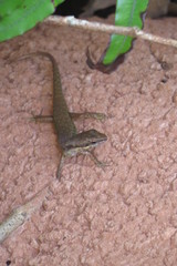 Saproscincus basiliscus