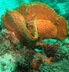Cochleoceps bicolor