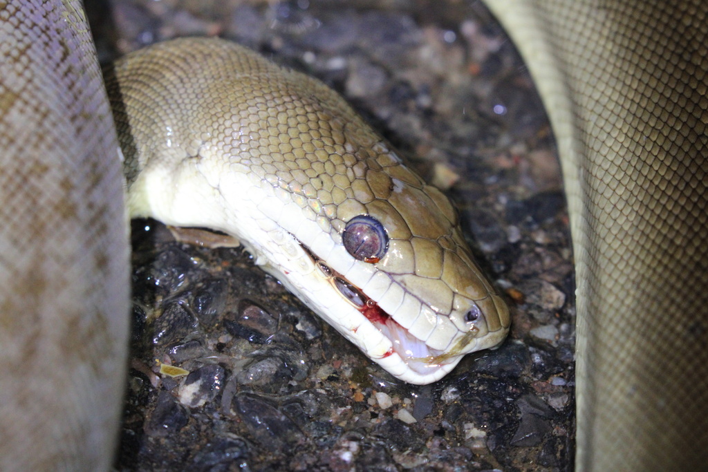 Olive Python from Lakeview Dr, Mount Isa, QLD, AU on January 3, 2024 at ...