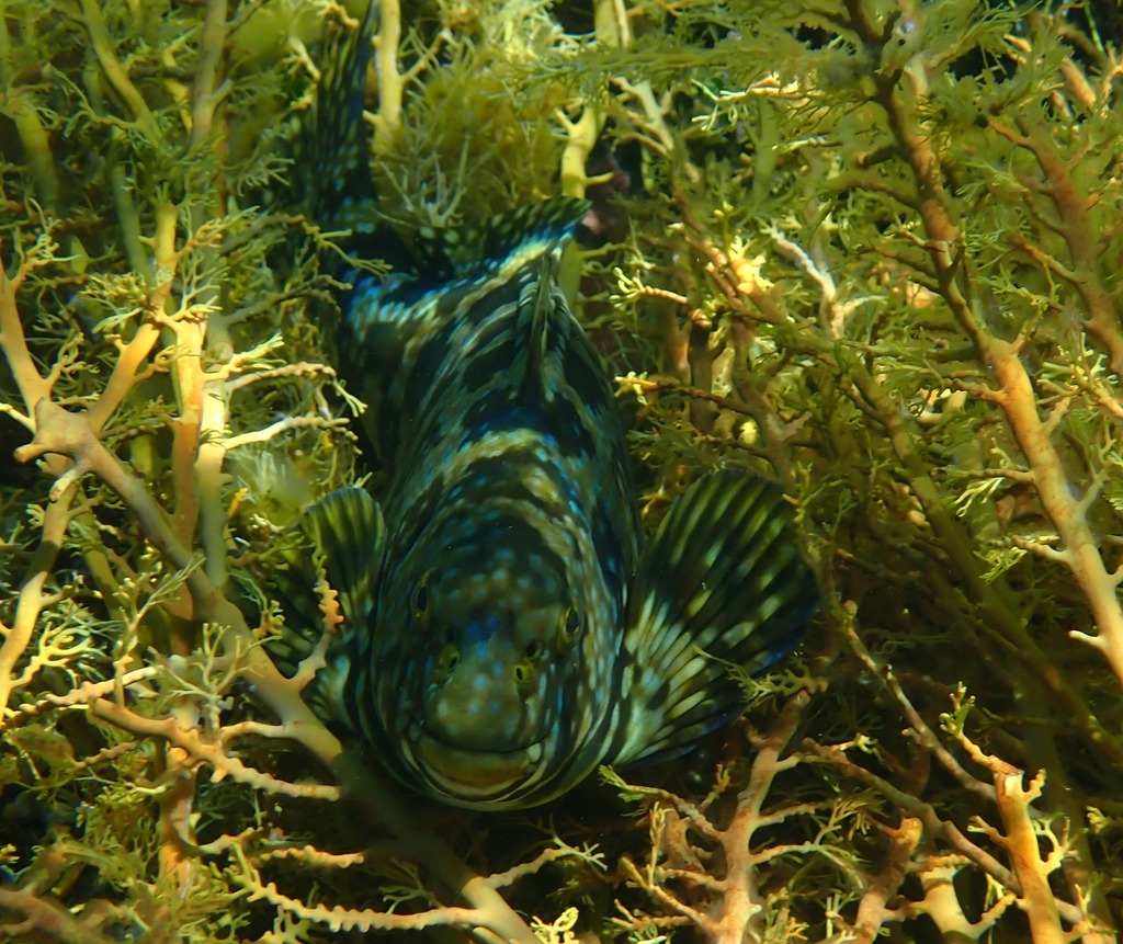 Cockatoo Morwong