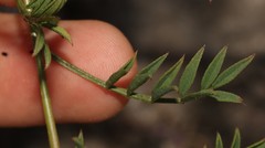 Indigofera capillaris