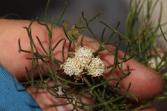 Serruria inconspicua