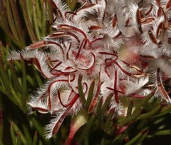 Serruria rostellaris