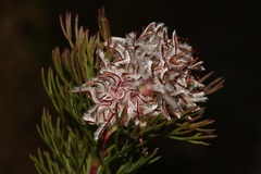 Serruria rostellaris