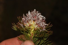 Serruria rostellaris