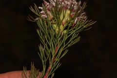 Serruria rostellaris