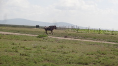 Connochaetes taurinus albojubatus