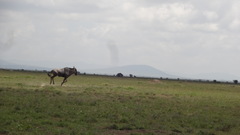 Connochaetes taurinus albojubatus