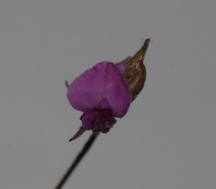 Indigofera sarmentosa