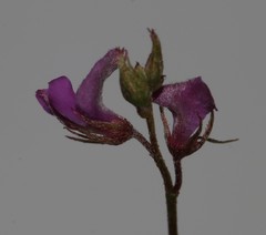 Indigofera sarmentosa