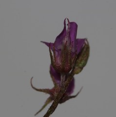 Indigofera sarmentosa