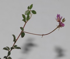 Indigofera sarmentosa