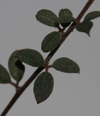 Indigofera sarmentosa
