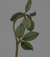 Indigofera sarmentosa