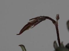 Indigofera sarmentosa