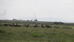 Connochaetes taurinus albojubatus