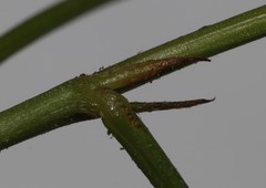 Indigofera capillaris