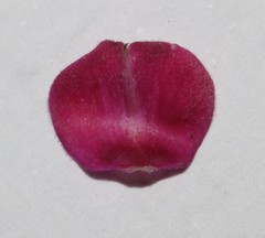 Indigofera capillaris