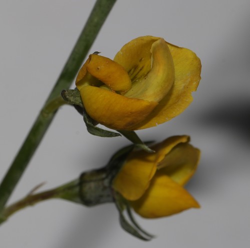 Image of Lebeckia pauciflora by (c) Brian du Preez, some rights reserved (CC BY-SA)