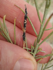 Ericameria paniculata