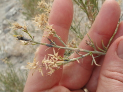 Ericameria paniculata