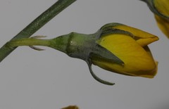 Lebeckia pauciflora