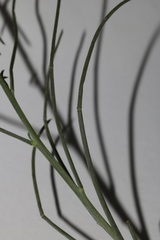 Lebeckia pauciflora
