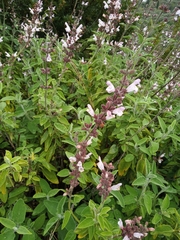 Salvia fruticosa