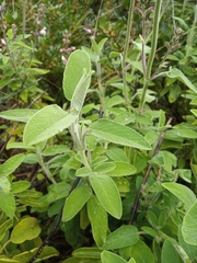 Salvia fruticosa