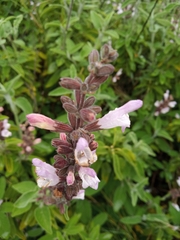 Salvia fruticosa