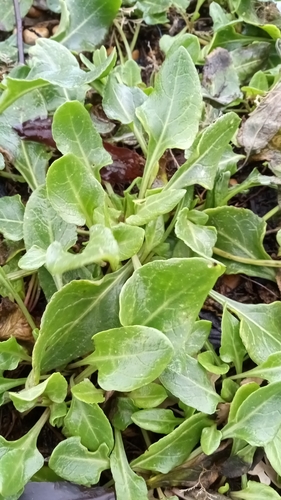Foto de Beterraba