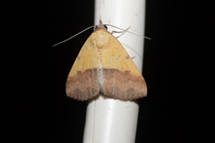 Phytometra duplicalis