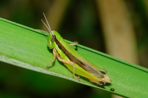 Spathosternum pygmaeum
