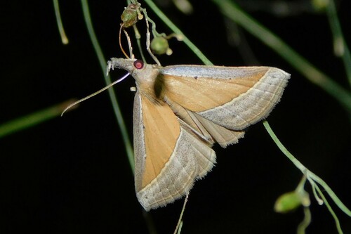 Hypena conscitalis