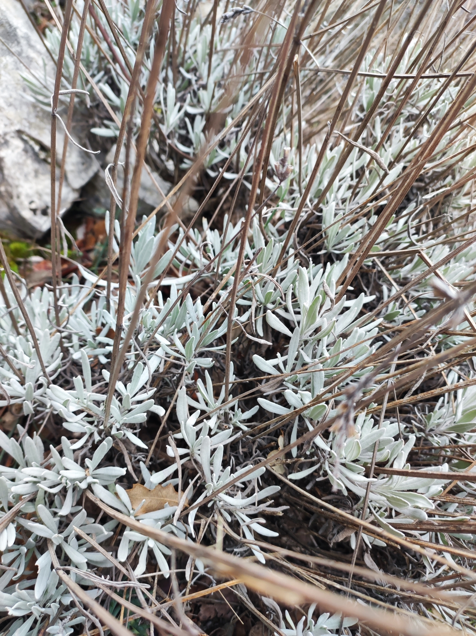 Imagem de Lavanda