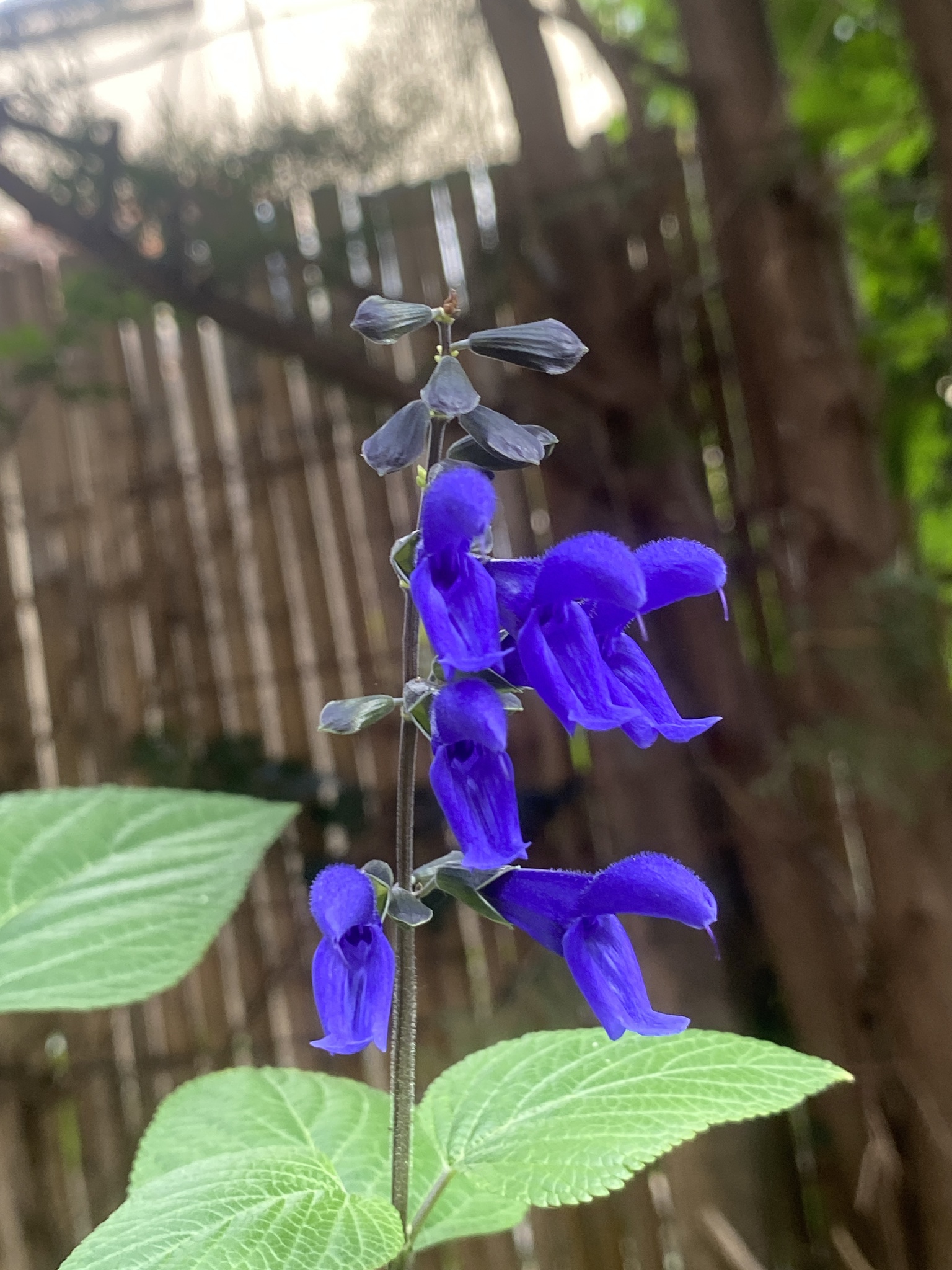 Imagem de Sálvia azul