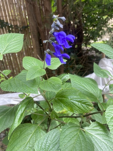 Foto de Sálvia azul