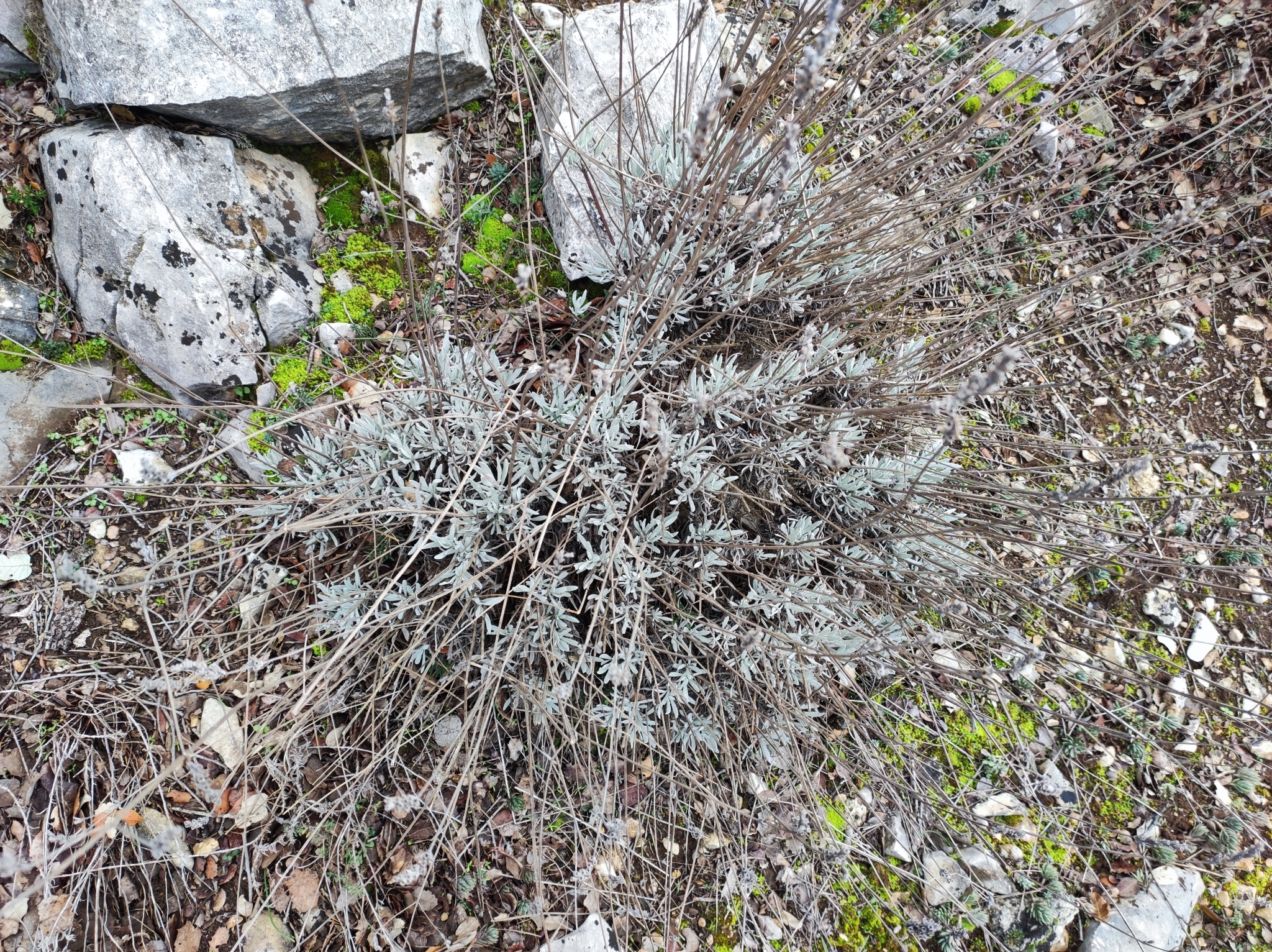 Imagem de Lavanda