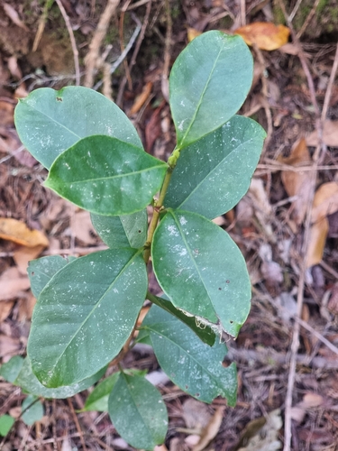 Foto de Araçá