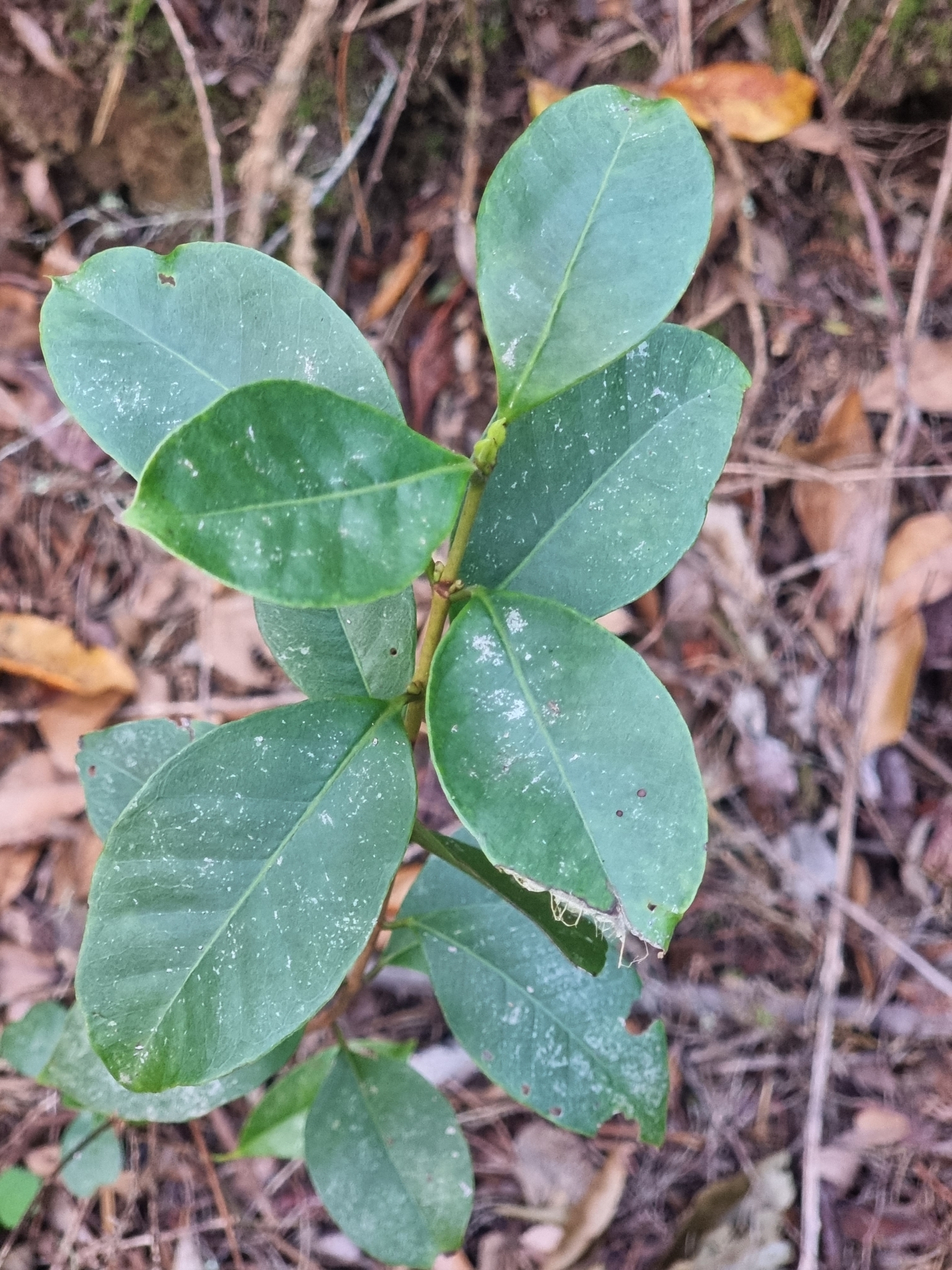 Imagem de Araçá