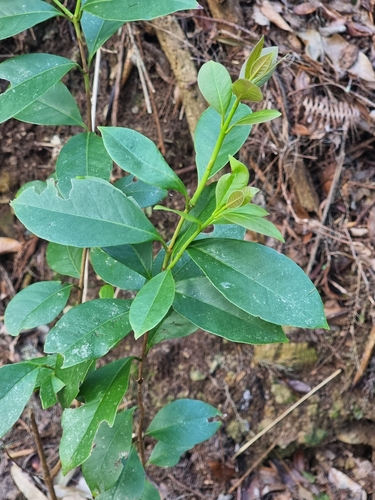 Foto de Araçá